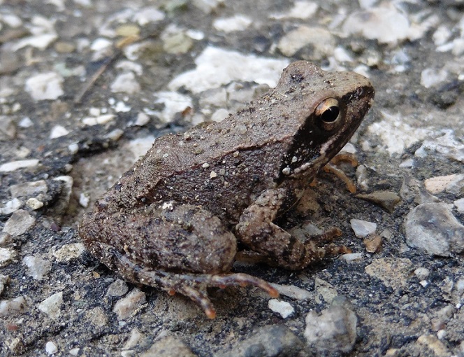 Rana italica